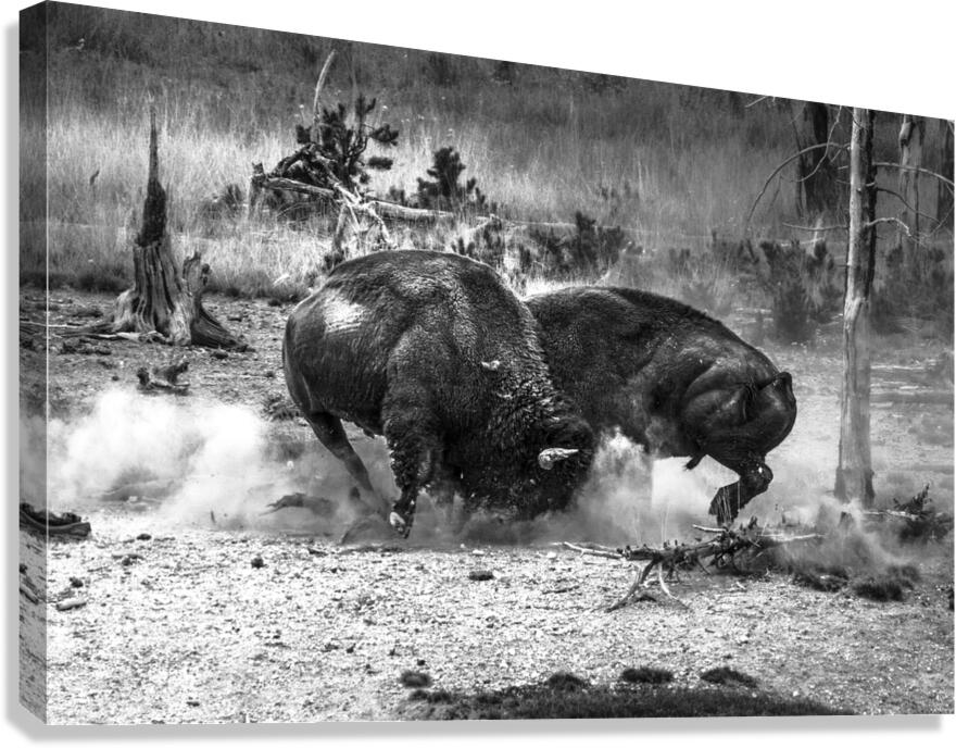 Bison Battle Canvas Print