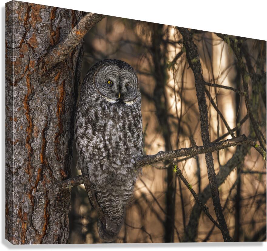 Phantom Glare Canvas Print