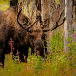 Spring Moose