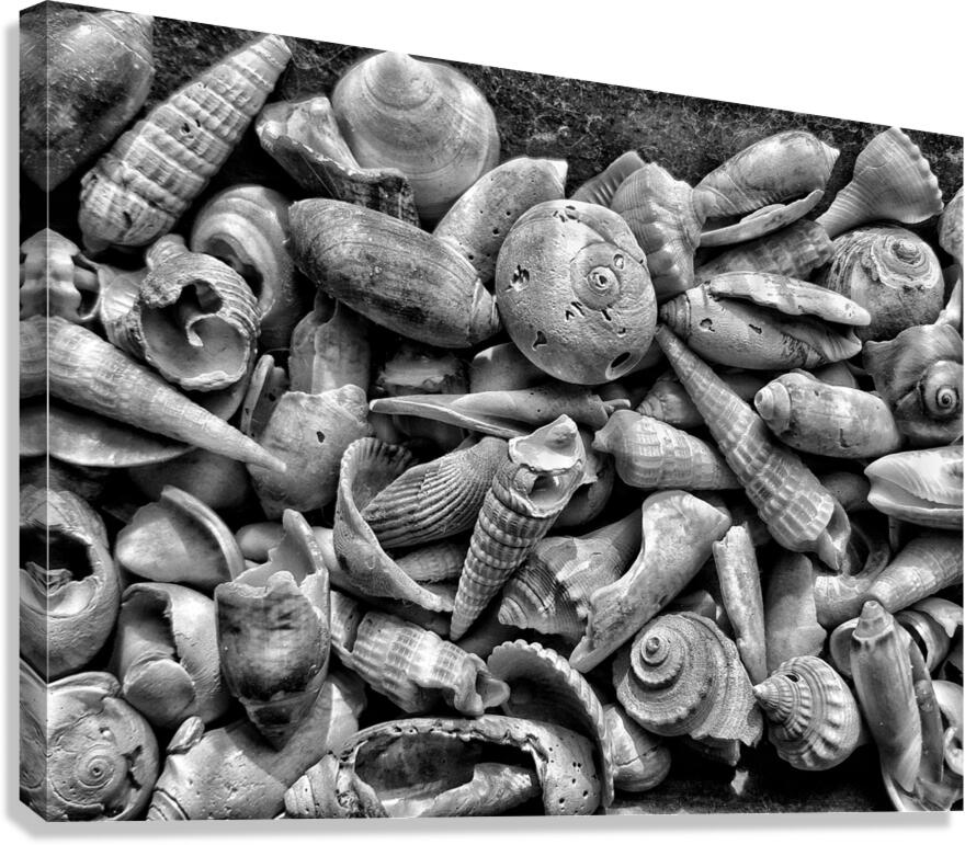 20150810 091616 01 01 01300 Canvas Print