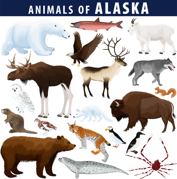vector set - animals of Alaska: polar bear bald eagle moose lynx beaver crab fox owl seal bison bear mountain goat reindeer wolf by Save Jungle