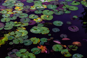 On The Pond