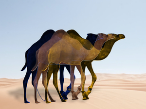 3Camel