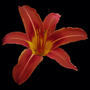 Roja Lily