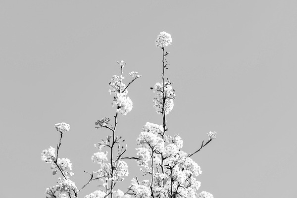 Searching by TRAYVION