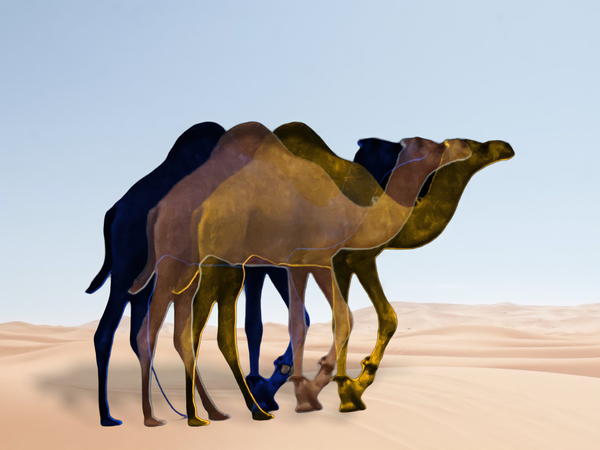 3Camel Digital Download