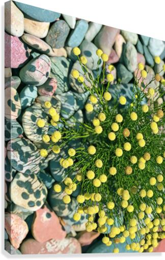 yellow button flower 2 Canvas Print