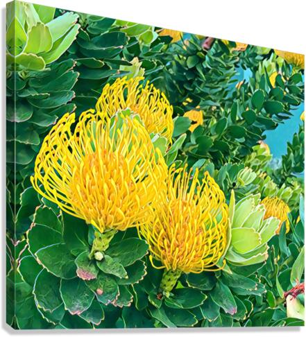 Protea 1 Canvas Print