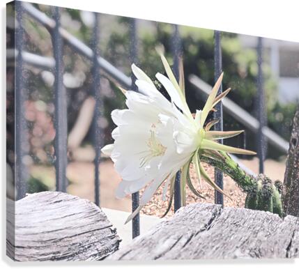 Snow Cactus Canvas Print