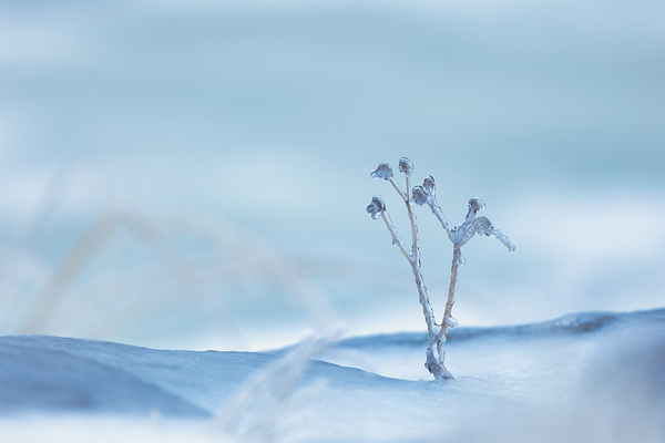 Frozen  Print