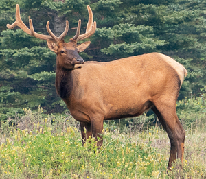 Elk Eating