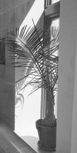 BW Window Plant Print