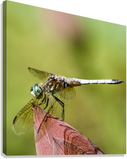 Close Up Dragon Canvas Print