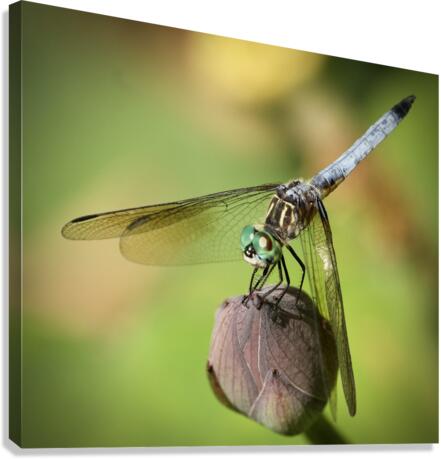 Downward Dragon Canvas Print