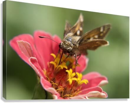 Perfect Skipper Canvas Print