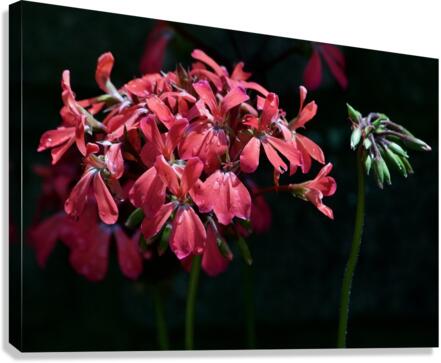 Lit Up Geranium Canvas Print