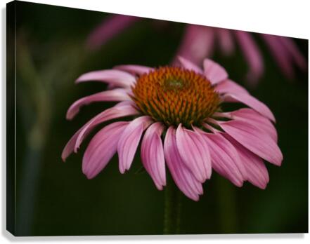 Dark Coneflower Canvas Print