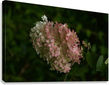 Dreamy Hydrangea  3 Canvas Print
