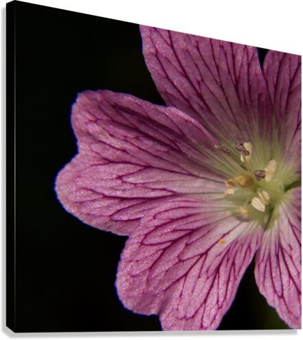 Wild Geranium Canvas Print