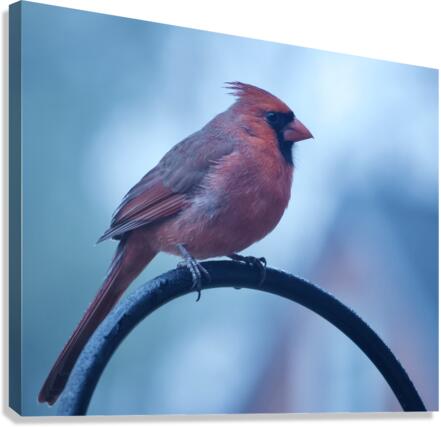 Winter Cardinal Canvas Print