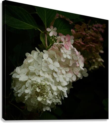Dreamy Hydrangea  2 Canvas Print