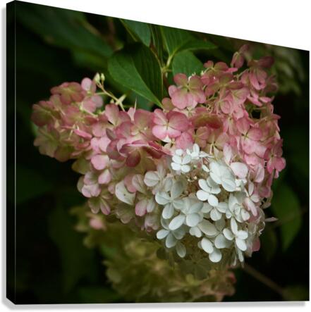Dreamy Hydrangea  4 Canvas Print