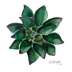 Succulent Watercolor 