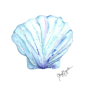 Scallop Shell