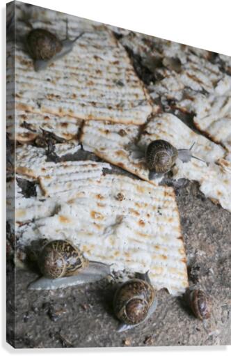 Passover Snails Canvas Print