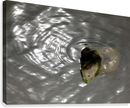 A Thirsty Stone Canvas Print