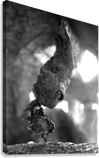 A Cactus Snake Canvas Print