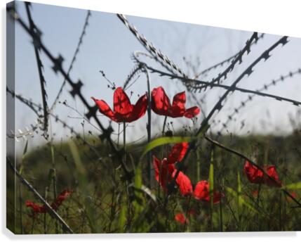 Anemone Flowers Canvas Print
