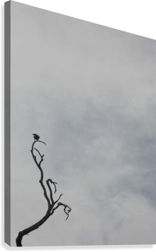 A Branch Canvas Print
