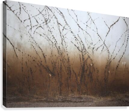 Traces Canvas Print