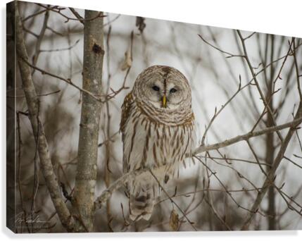 Barred Owl Canvas Print