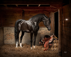Old Barn Collection Tanzanite