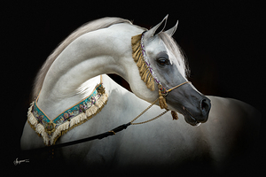 Hariry Al Shaqab