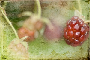 Vintage Raspberry Reverie