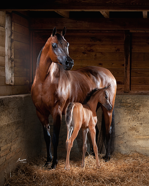 Old Barn Collection Mare and Foal Print