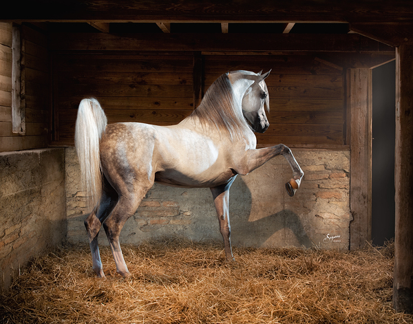 Old Barn Collection Beijing Print