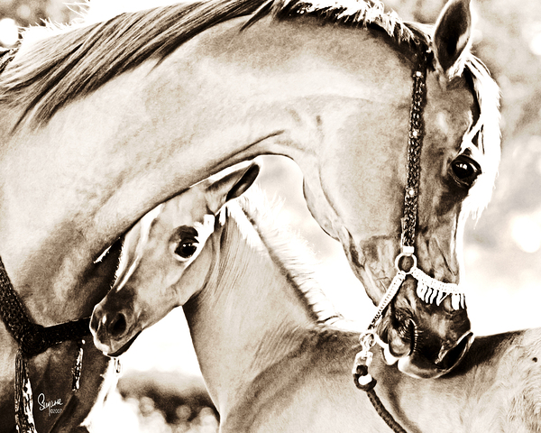 A Mothers Bond Print