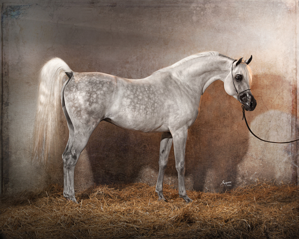 Old World Grace Print