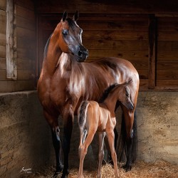 Old Barn Collection Mare and Foal