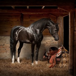 Old Barn Collection Tanzanite
