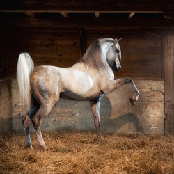 Old Barn Collection Beijing