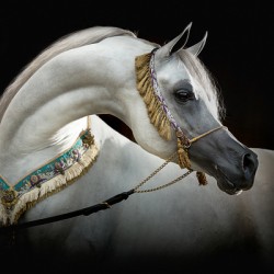 Hariry Al Shaqab