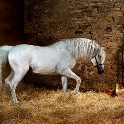Old Barn Collection Axel