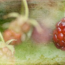 Vintage Raspberry Reverie