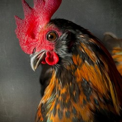 Willy the Rooster