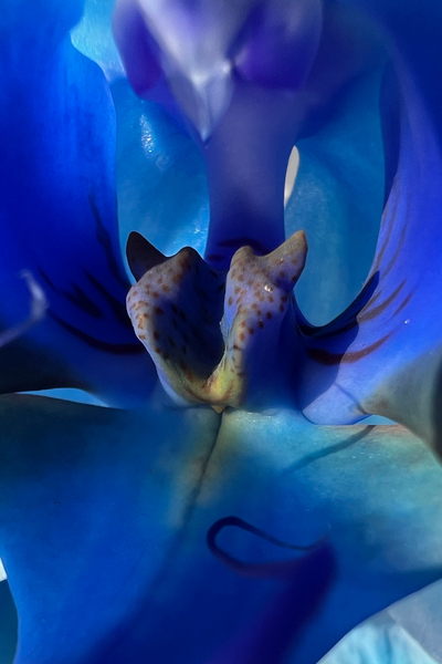 Deep Blue  Print